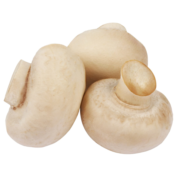 فطر (علبة)
