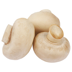فطر (علبة)